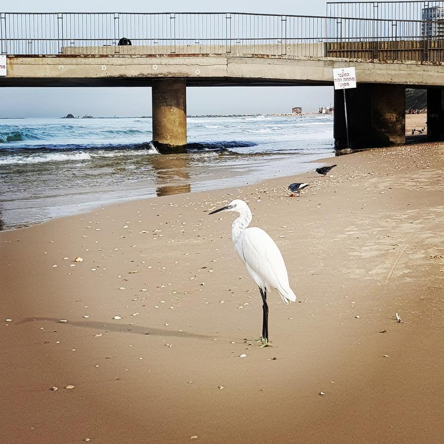 Sweet Home On The Beach Τελ Αβίβ Εξωτερικό φωτογραφία